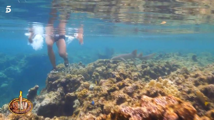 Pánico en 'Supervivientes' por la aparición de un tiburón: "¡Me ha rozado la pierna!"