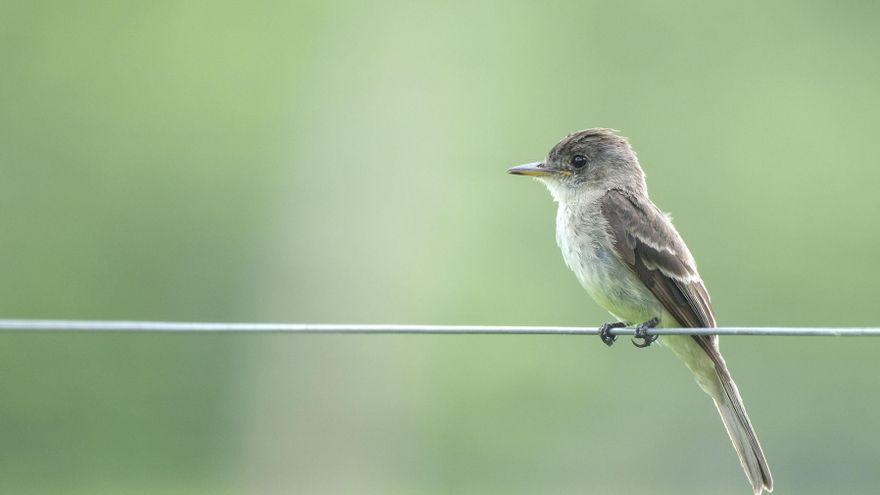 Costa Rica, un país de gran riqueza natural amenazado por el discurso antiambiental