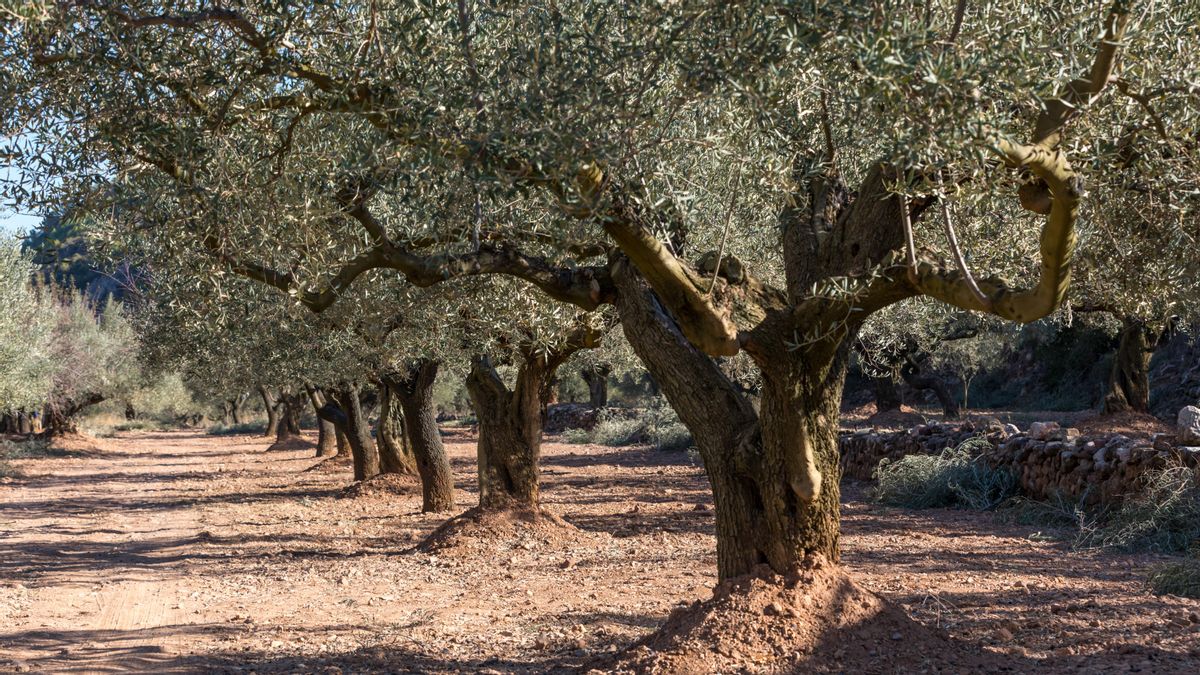 Un campo valenciano de olivos.