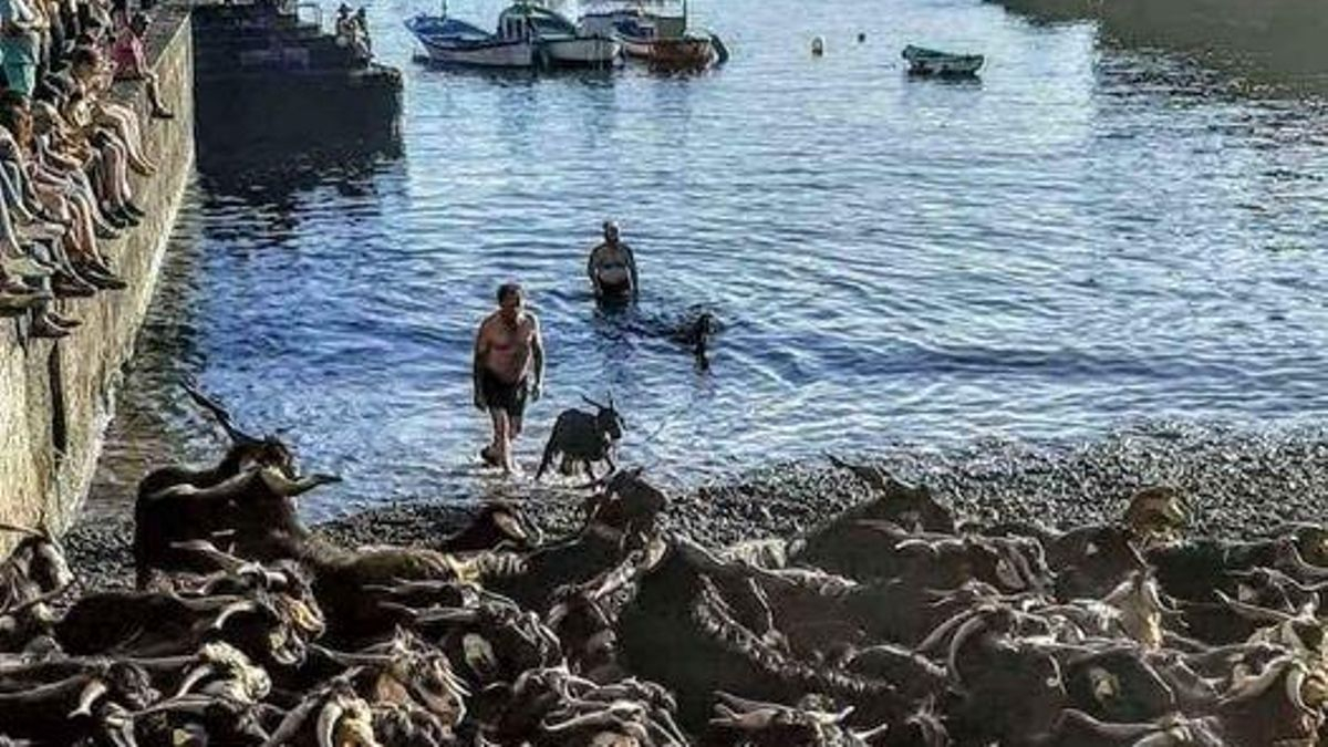 El baño de cabras del Puerto de la Cruz