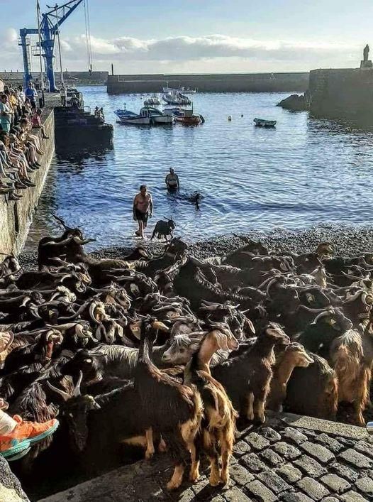 El baño de cabras del Puerto de la Cruz.