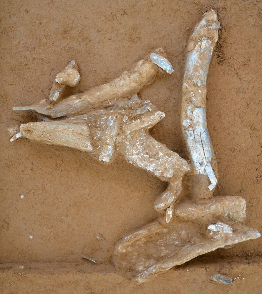 En 2026, se encontraron numerosos huesos de mamut y marfil en Breitenbach.