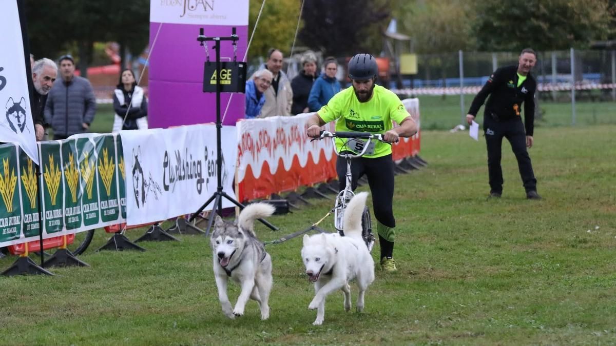 Valencia de Don Juan se convierte en epicentro del mushing con carreras, perros y espectáculo al aire libre