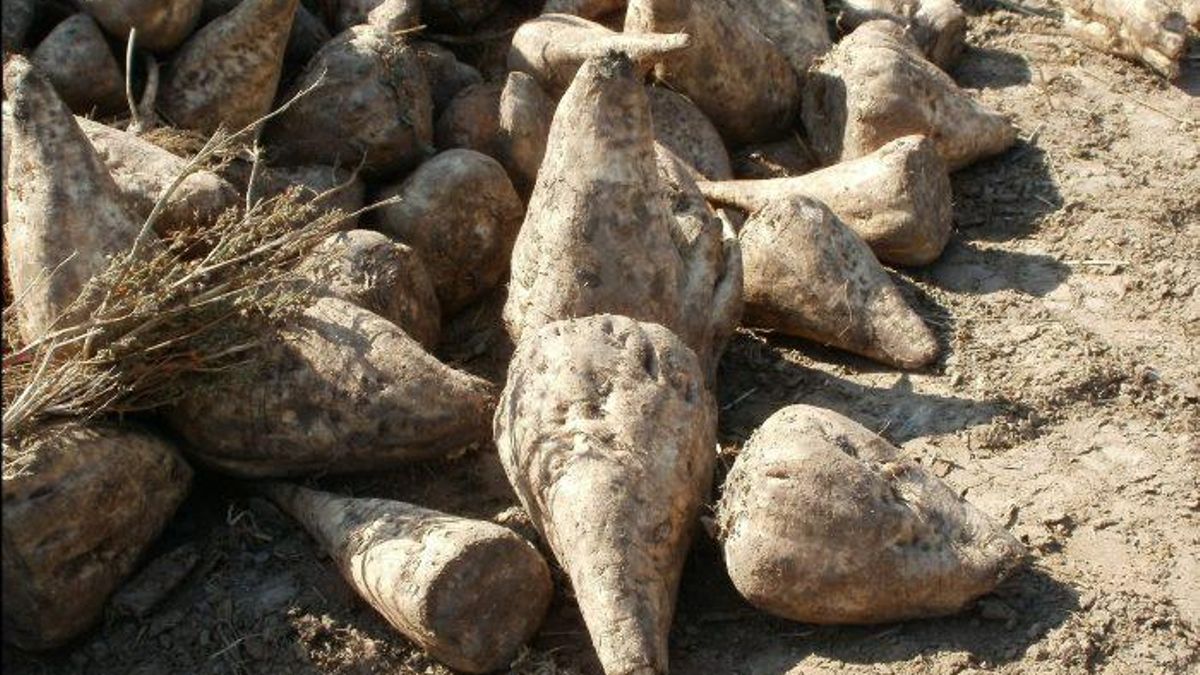La remolacha azucarera en Álava, al borde de la desaparición: se han perdido dos tercios de las explotaciones en seis años