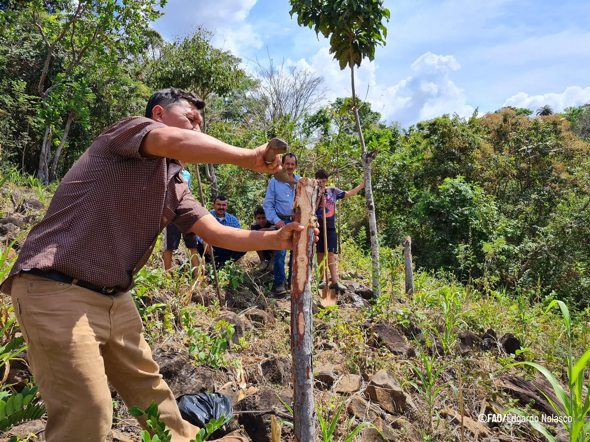 Instalación de pluviómetro en parcela agrícola de Orocuina, Honduras, como parte del monitoreo climático en el Corredor Seco Centroamericano. Foto: cortesía FAO/Leónidas Ávila