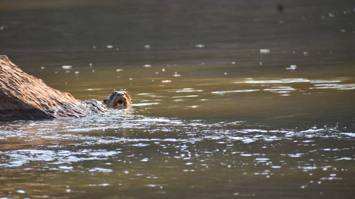 Una nutria gigante (Pteronura brasiliensis) nada en Bahuaja Sonene. Foto: obtenida por Mongabay Latam