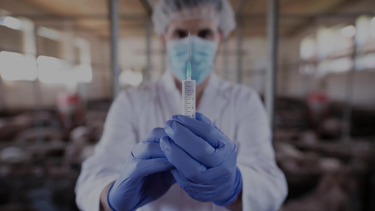 Biogénesis Bagó exportará vacunas para contener la emergencia sanitaria por fiebre aftosa en Sudáfrica