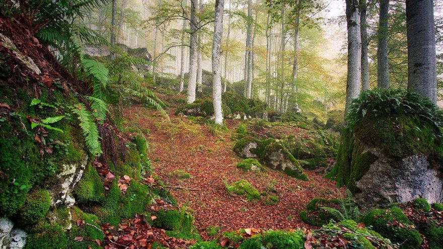 Esta ruta de senderismo se hace entre hayedos y es perfecta para disfrutar una caminata de invierno