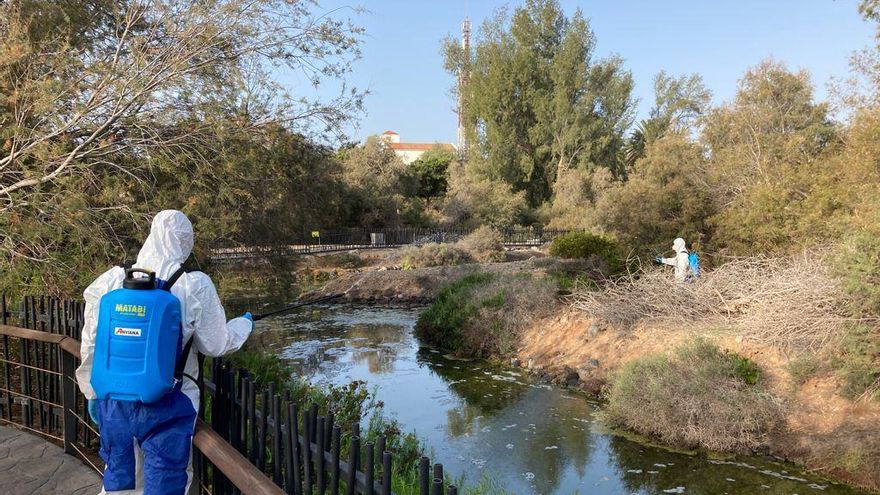 Tratamiento contra los mosquitos en Maspalomas, Gran Canaria