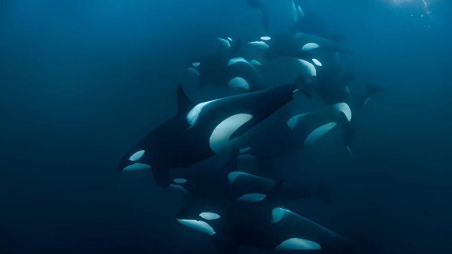 Dos grupos de orcas chocan en encuentros mortales y una aleta cercenada desata preguntas sobre canibalismo