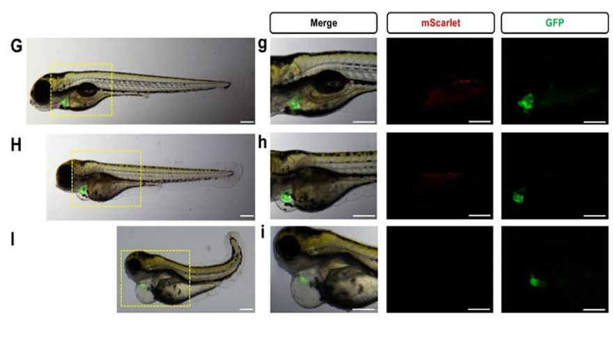 El pez cebra, nuevo aliado para evaluar la calidad del agua en la depuradora de León