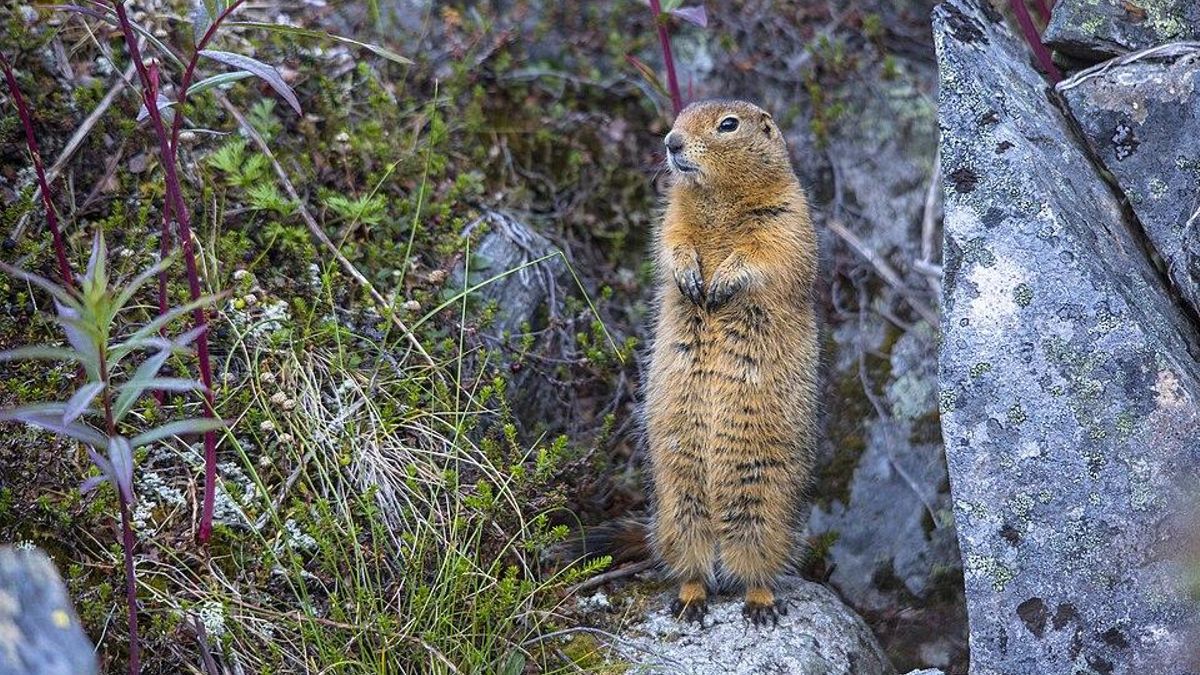 La ardilla terrestre ártica (Urocitellus parryii) habita en Alaska, EE. UU., y el noroeste de Canadá.