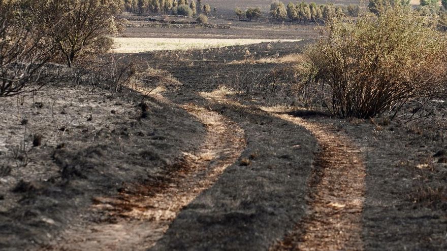 Dejan en libertad con cargos al peregrino que presuntamente prendió el incendio de Castrillo por "accidente"