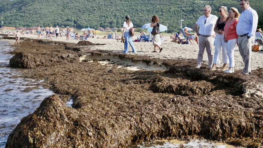 Recogidas 620 toneladas de algas asiáticas en Noja
