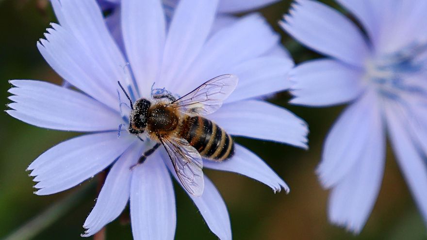 La curiosa ermita catalana dedicada a una santa de las abejas que es Bien de Interés Cultural