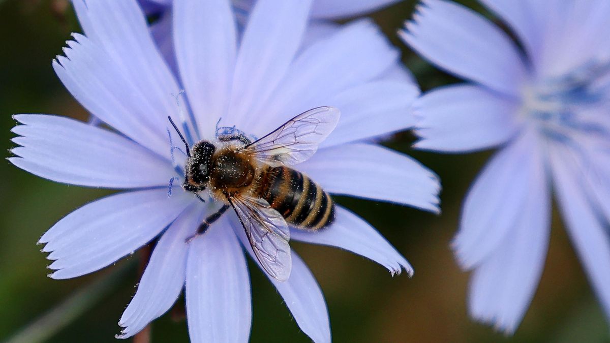 La curiosa ermita catalana dedicada a una santa de las abejas que es Bien de Interés Cultural