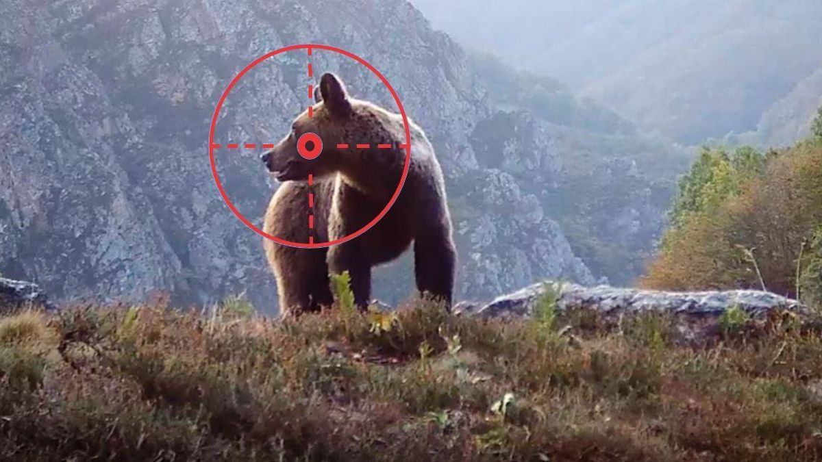 Una asociación alerta del aumento "espectacular" de osos muertos en Asturias en los últimos años