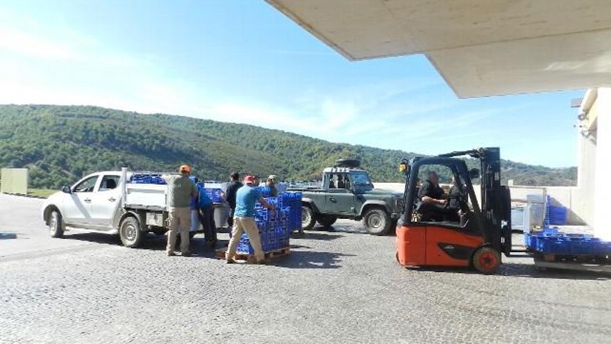 Descargando cajas de uva.