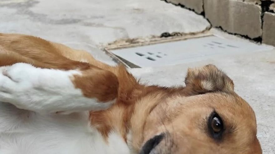 Lula quiere pasar página: la perrita que sobrevivió al abandono y que espera una familia