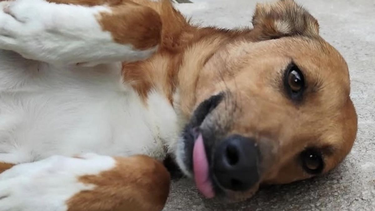 Lula espera una familia que la adopte