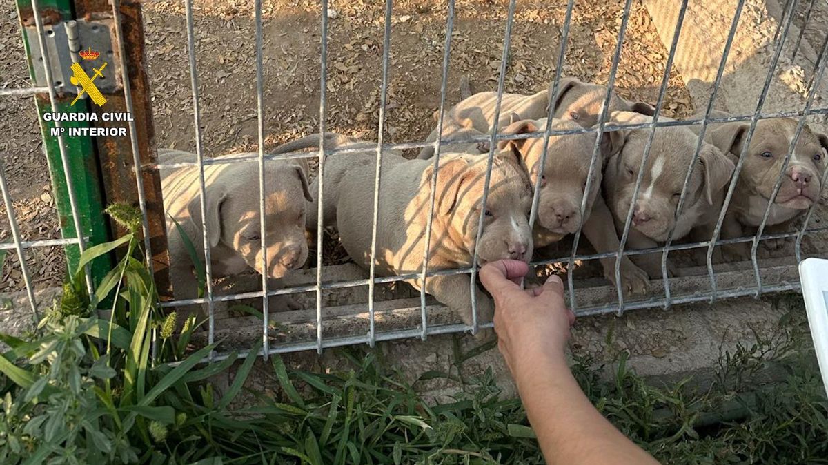 Un mastín atendido en Cáceres destapa una red nacional que mutilaba a perros por motivos estéticos