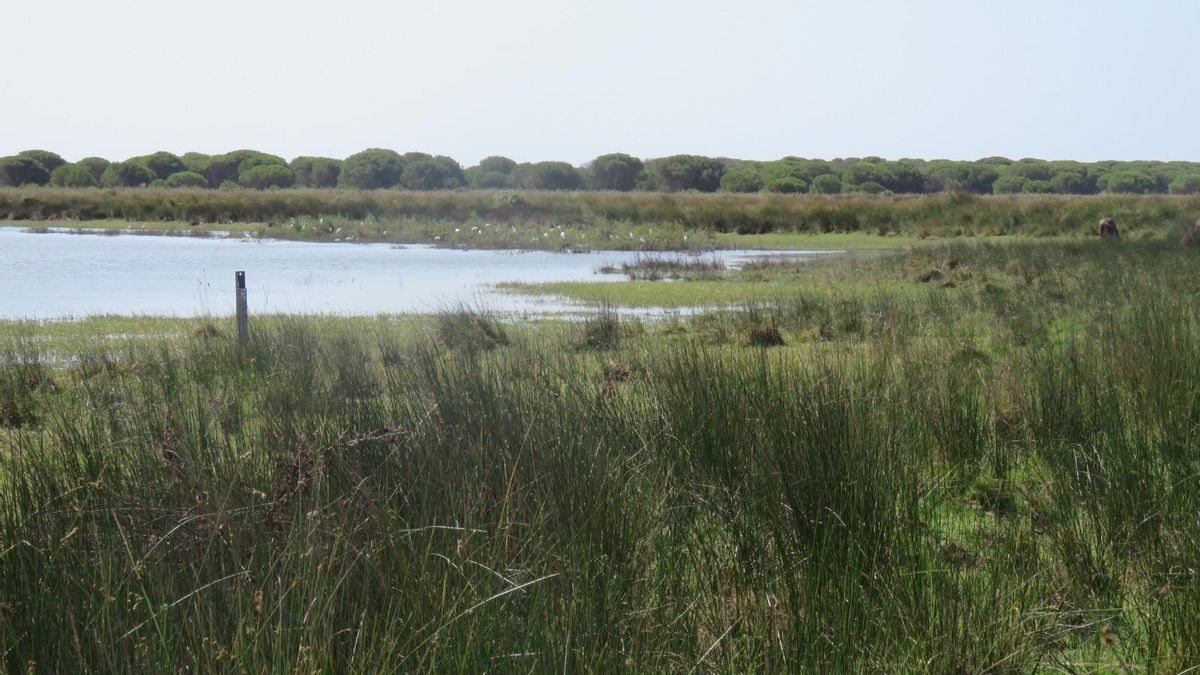 La vegetación va colonizando los bordes de la laguna de Santa Olalla.