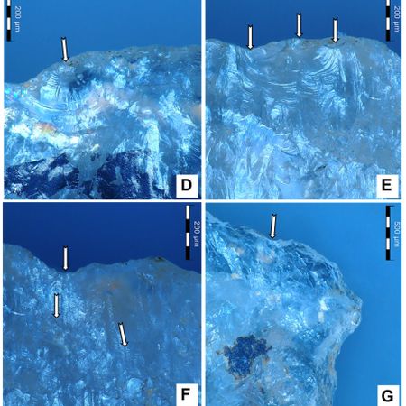 Zonas donde se localizaron muestras del venenno