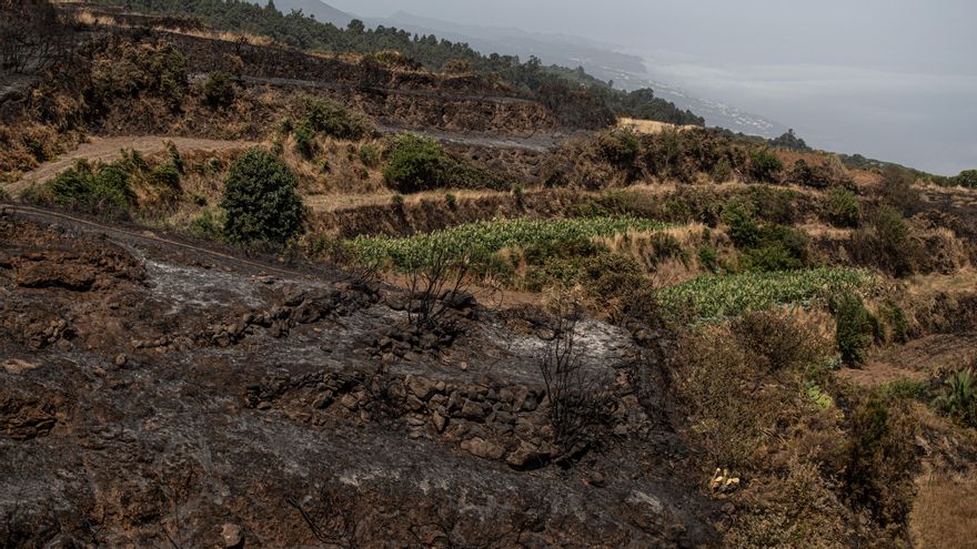 Terrenos destrozados por el incendio de Tenerife este miércoles