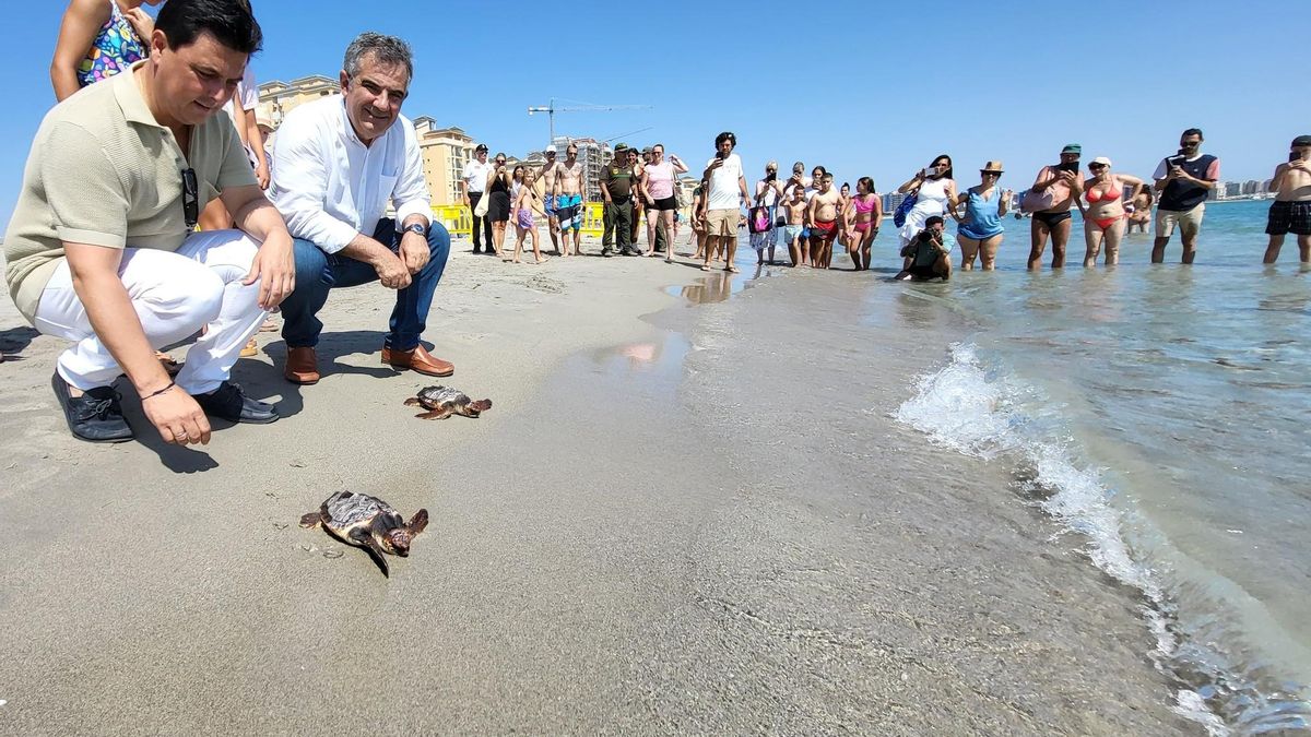 Medio Ambiente libera otros 30 ejemplares de tortuga boba en La Manga
