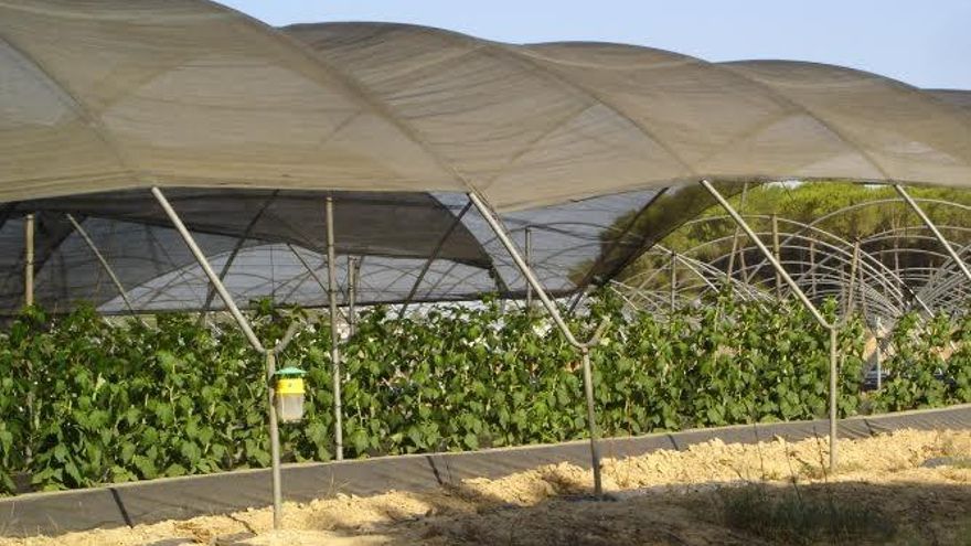 Archivan la denuncia de cuatro temporeras contra un empresario agrícola por supuesto acoso sexual