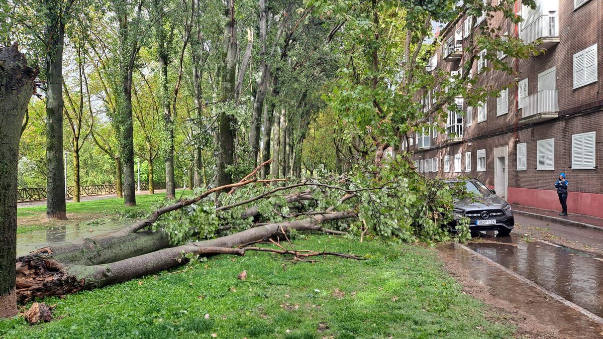 Un árbol caído durante la tormenta que se ha registrado en Valladolid