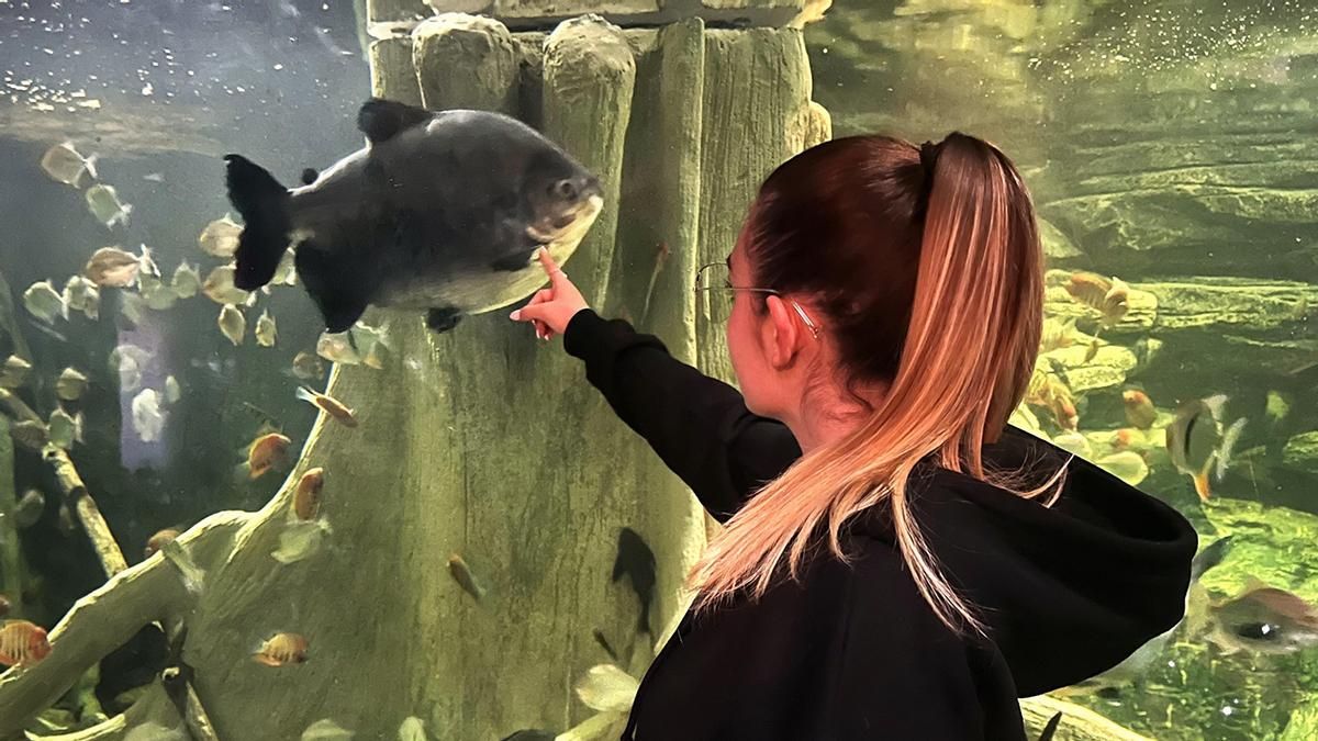 Un acuario de 18 metros recrea el ecosistema del Amazonas en Donostia