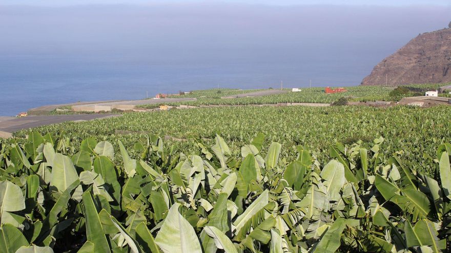 Cultivo de plataneras.