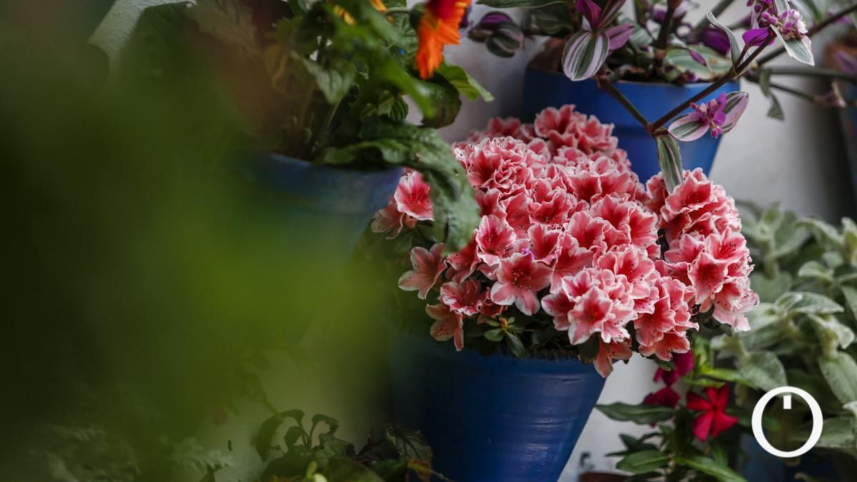 Patio en la C/ Tinte, 9