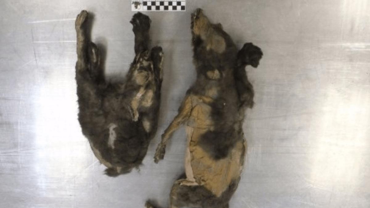 El análisis genético reveló que eran hermanas y que murieron con apenas dos meses