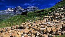 El pastoreo y la ganadería extensiva son, desde hace décadas, actividades productivas en declive en la montaña aragonesa