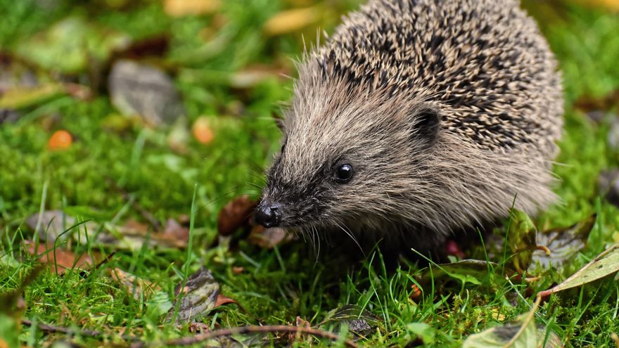Los coches siempre fueron una amenaza para los erizos y ahora algunos modelos intentan espantarlos con ultrasonidos