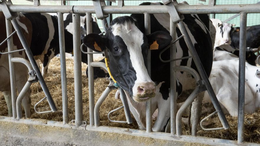 La Junta confirma nuevos focos de EHE en Higuera de Vargas, Monterrubio, Fuenlabrada de los Montes y Montánchez