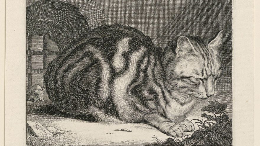 Los gatos depredan a una velocidad mayor de la que los ecosistemas autóctonos son capaces de recuperarse, pero no es culpa suya