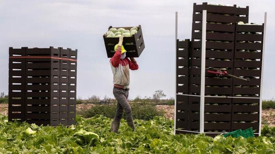 Un trabajador de origen marroquí recolecta lechuga iceberg en una finca del campo de Murcia.
