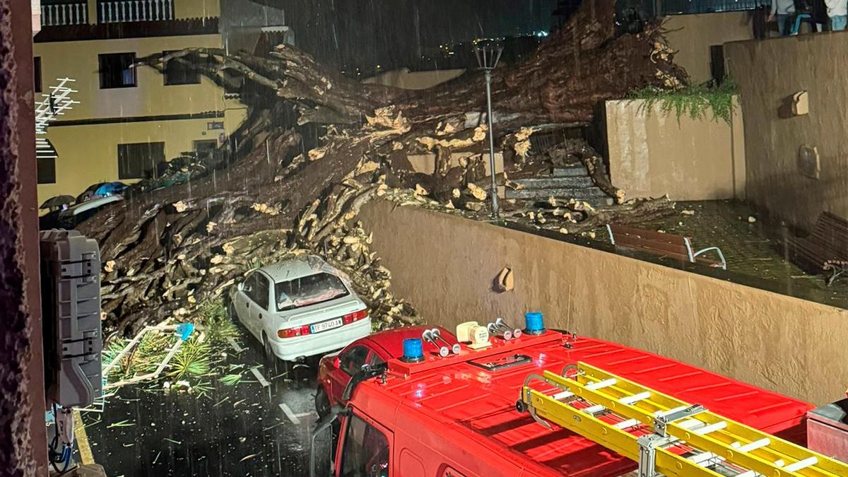 Cae un emblemático drago de más de 200 años en Tenerife