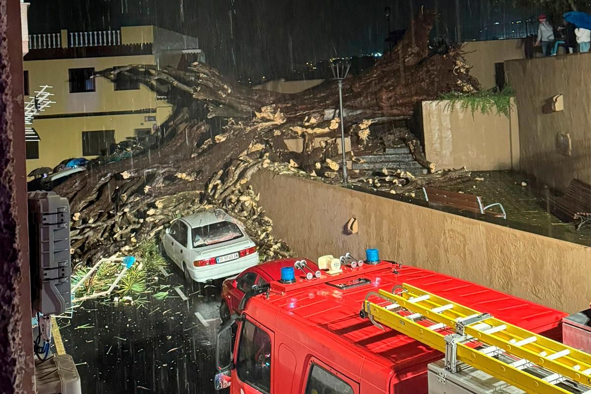 El drago, caído sobre varios coches.