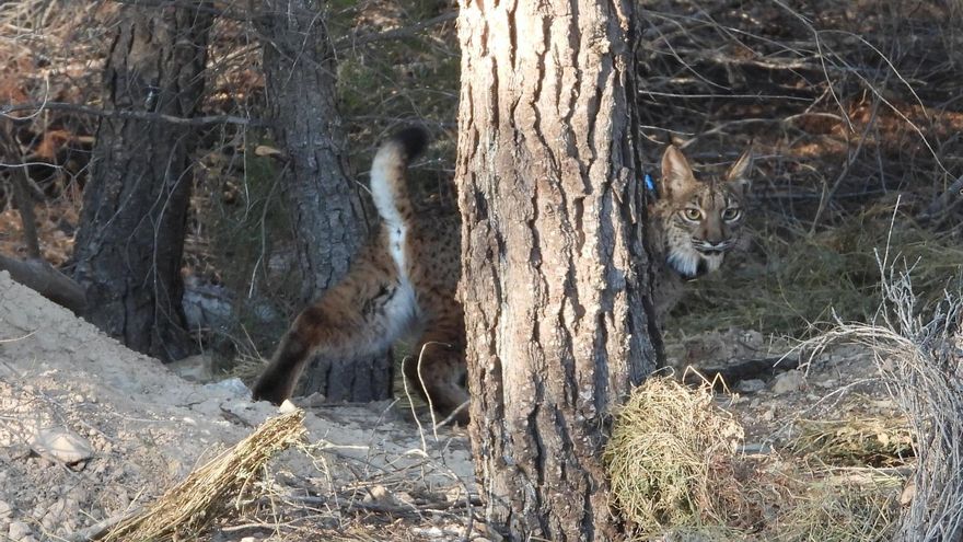 De un disparo a bocajarro por un cazador: así murió uno de los ocho linces reintroducidos en la Región de Murcia