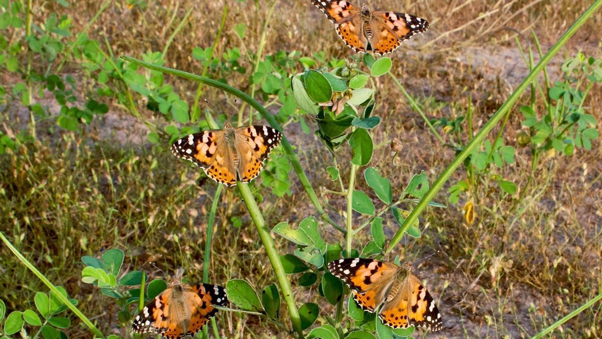 Un grupo de mariposas carderas abren sus alas para calentarse con el sol