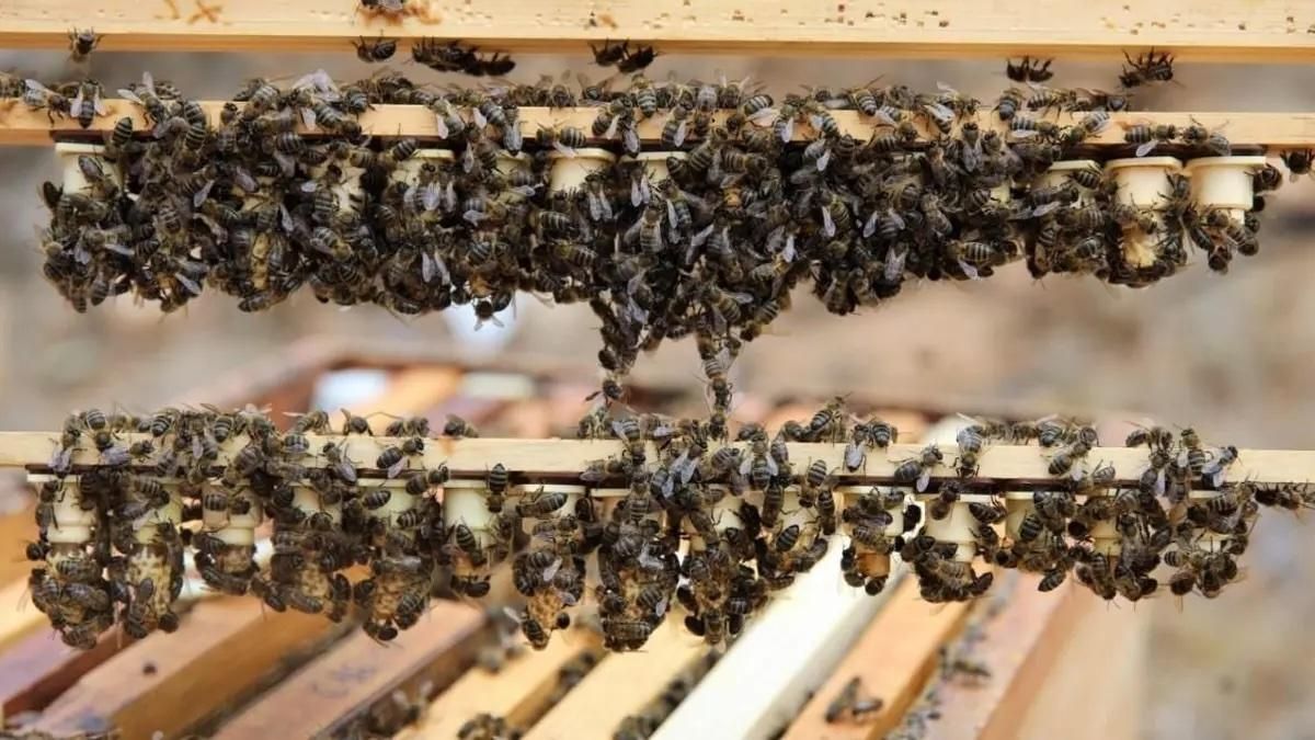 La Asociación Apícola Palmera creará una Agrupación de Defensa Sanitaria con enfoque ecológico