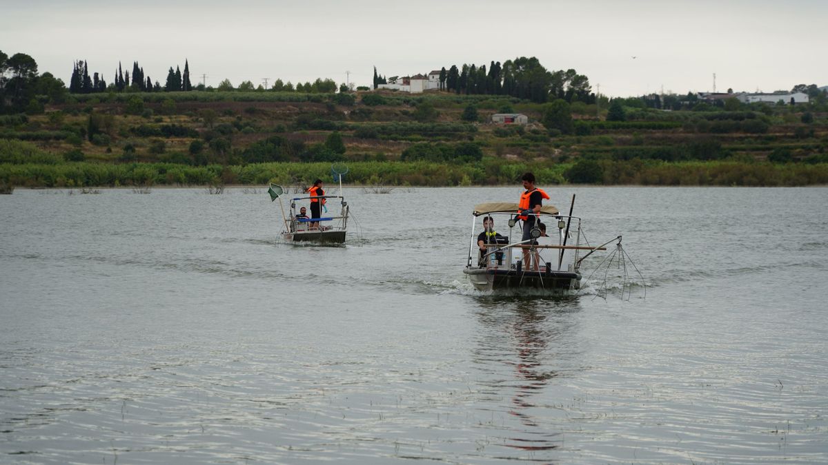 Trabajos de retirada de peces en el embalse de Bellús.