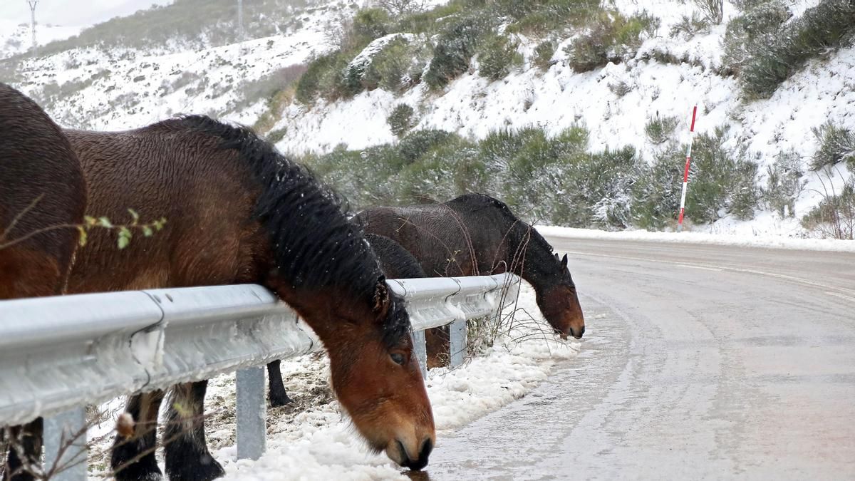 Temporal de nieve en la montaña leonesa.