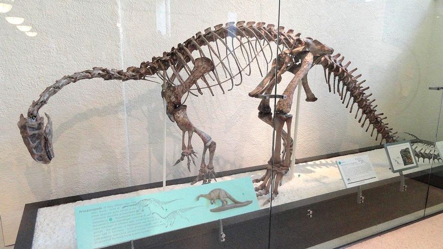 Un nuevo hallazgo fósil reabre el debate sobre la sorprendente defensa de un dinosaurio del Triásico