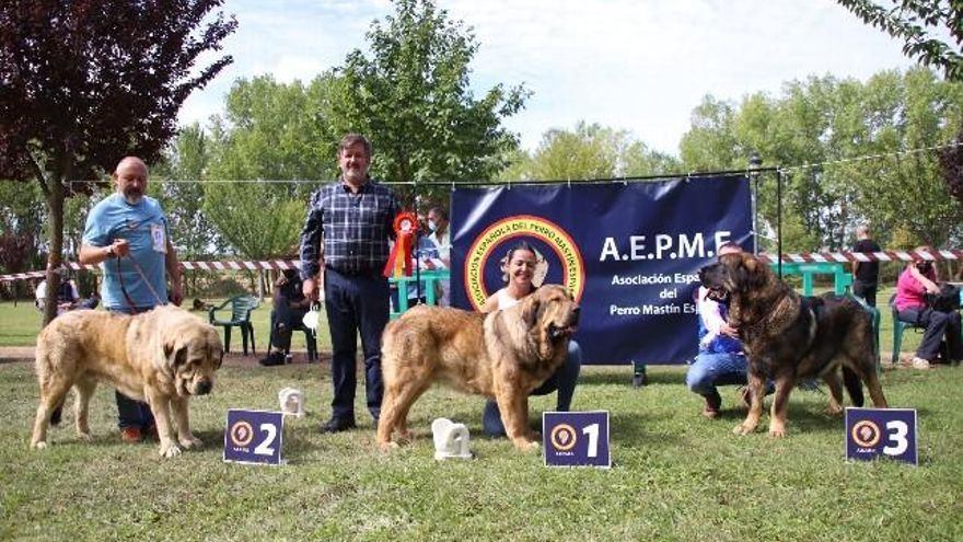 XLI Exposición Monográfica Nacional de Mastín Español en Gordoncillo. / Peio García / ICAL