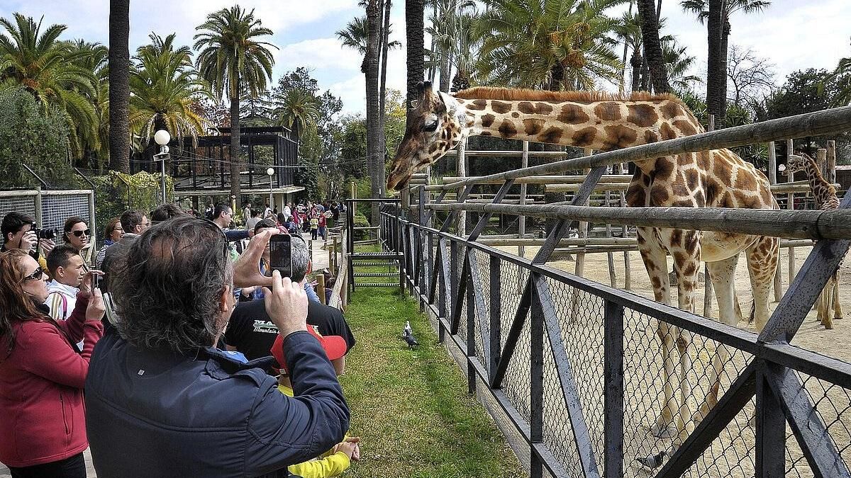 Visitantes fotografiando a las jirafas del Conservación de la Biodiversidad Zoobotánico de Jerez de la Frontera (Cádiz) en una imagen de archivo.